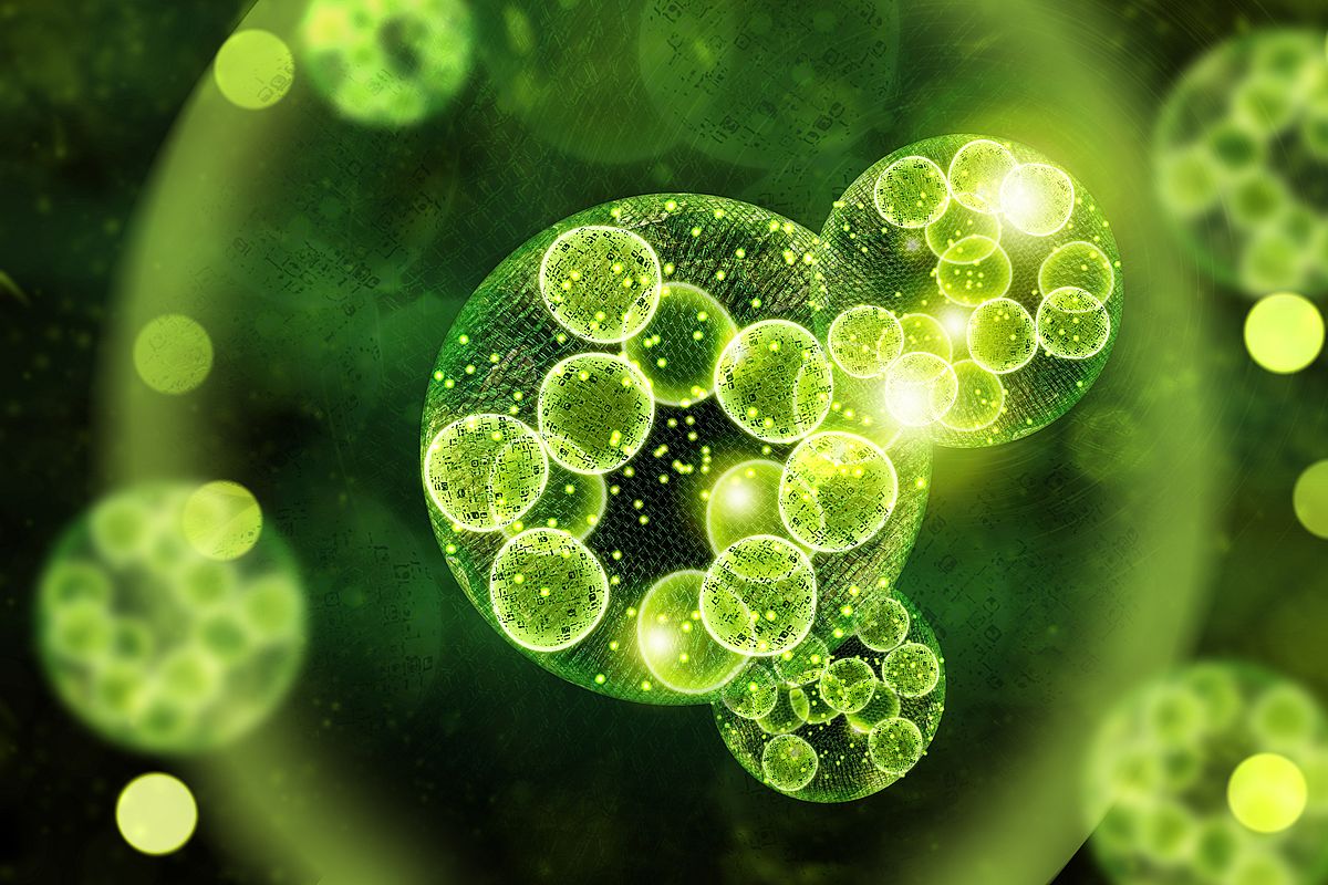 Chlorella Nebenwirkungen: Was Du wissen solltest, bevor Du es einnimmst